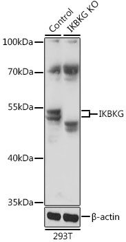 IKBKG Antibody