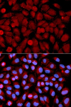 MAPK9 Antibody