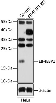 EIF4EBP1 Antibody