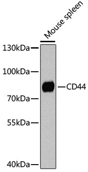 CD44 Antibody