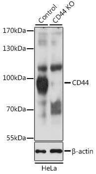 CD44 Antibody
