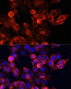 CD44 Antibody