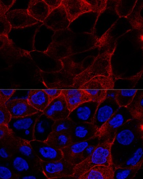CD44 Antibody