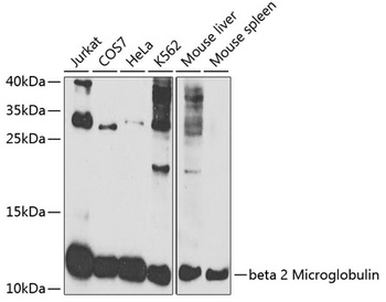 B2M Antibody