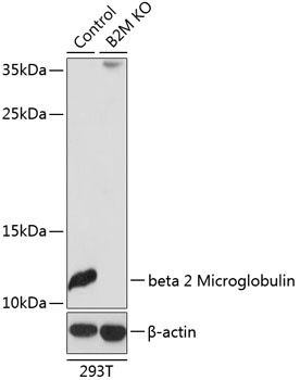 B2M Antibody