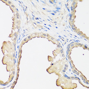 B2M Antibody
