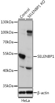 SELENBP1 Antibody