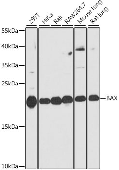 BAX Antibody, KO Validated
