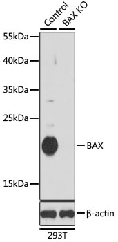 BAX Antibody, KO Validated