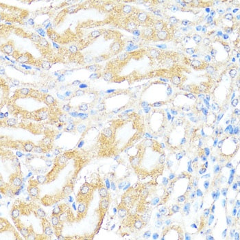 BAX Antibody, KO Validated