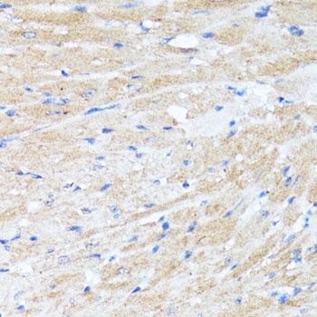 BAX Antibody, KO Validated