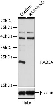 RAB5A Antibody