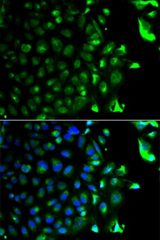 RAB5A Antibody