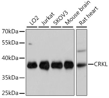 CRKL Antibody
