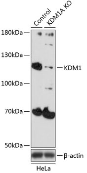 KDM1A Antibody