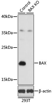 BAX Antibody, KO Validated