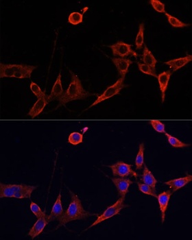 BAX Antibody, KO Validated