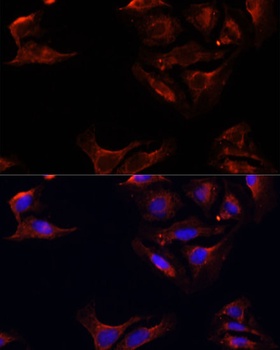 BAX Antibody, KO Validated