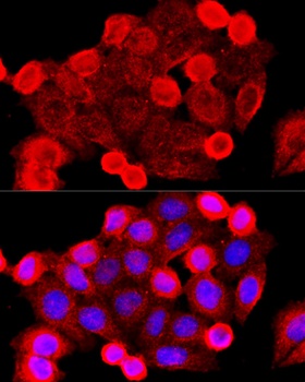 BAX Antibody, KO Validated