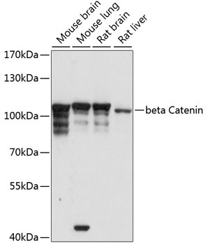 CTNNB1 Antibody