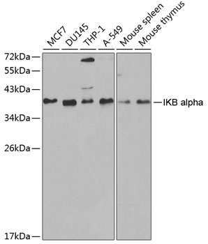 NFKBIA Antibody
