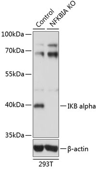 NFKBIA Antibody