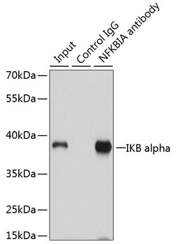 NFKBIA Antibody