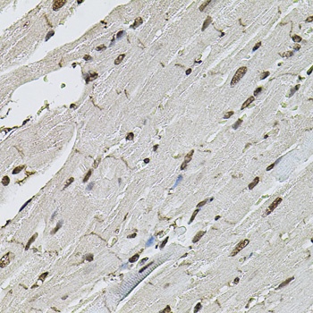 beta Catenin Antibody, KO Validated