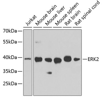 MAPK1 Antibody