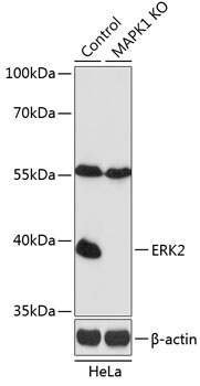 MAPK1 Antibody