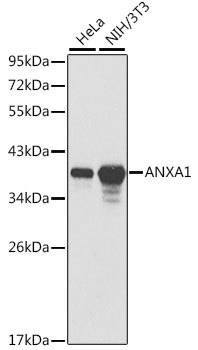 ANXA1 Antibody