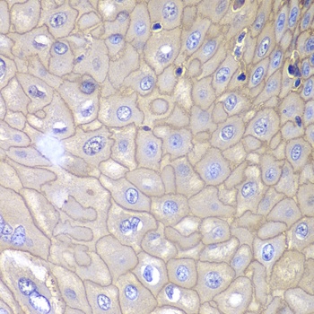 ANXA1 Antibody