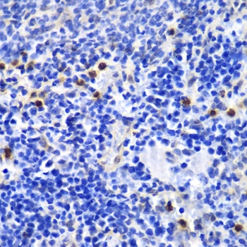 ANXA1 Antibody