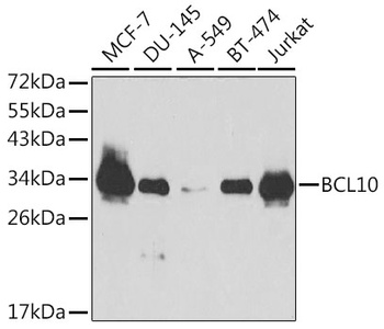 BCL10 Antibody