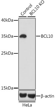 BCL10 Antibody