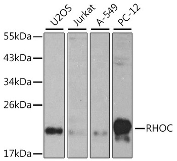 RHOC Antibody