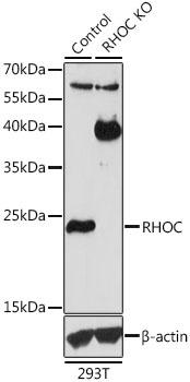 RHOC Antibody