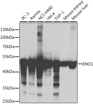 ENO1 Antibody