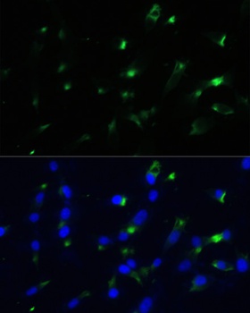ENO1 Antibody
