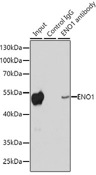 ENO1 Antibody