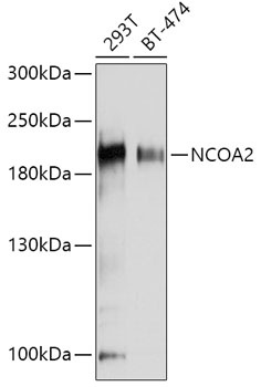 NCOA2 Antibody