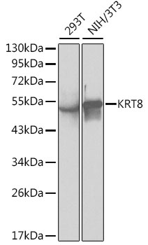 KRT8 Antibody