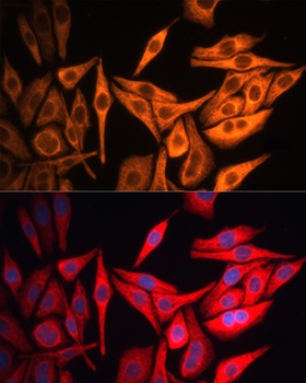 KRT8 Antibody