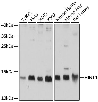 HINT1 Antibody