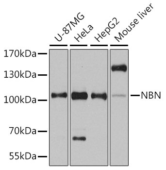 NBN Antibody