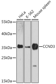 CCND3 Antibody