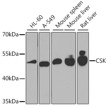 CSK Antibody