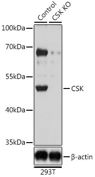 CSK Antibody