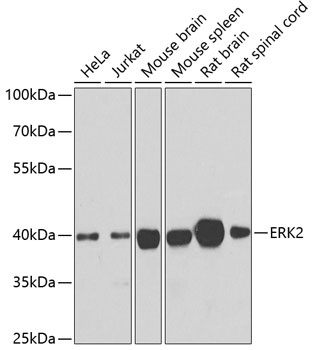 MAPK1 Antibody