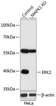 MAPK1 Antibody